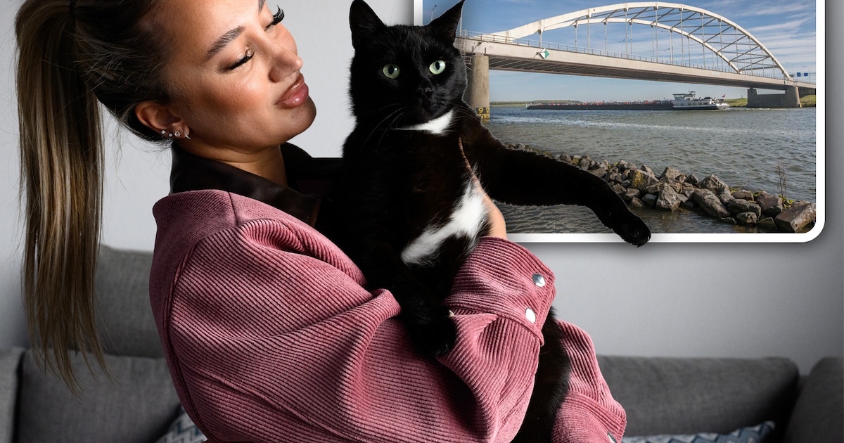 Dumpt ‘kattenhater’ katjes aan andere kant van het kanaal? ‘Dat beest kan de brug niet zijn overgest