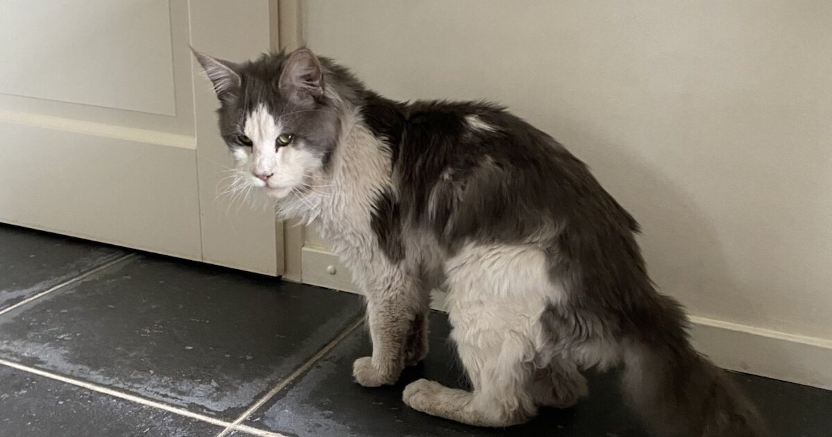 Heb jij Frodo gezien? Dit huisdier wordt in Zundert vermist