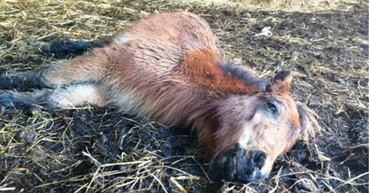 Laatste 50 dieren in Wagenberg ook in beslag genomen (video)