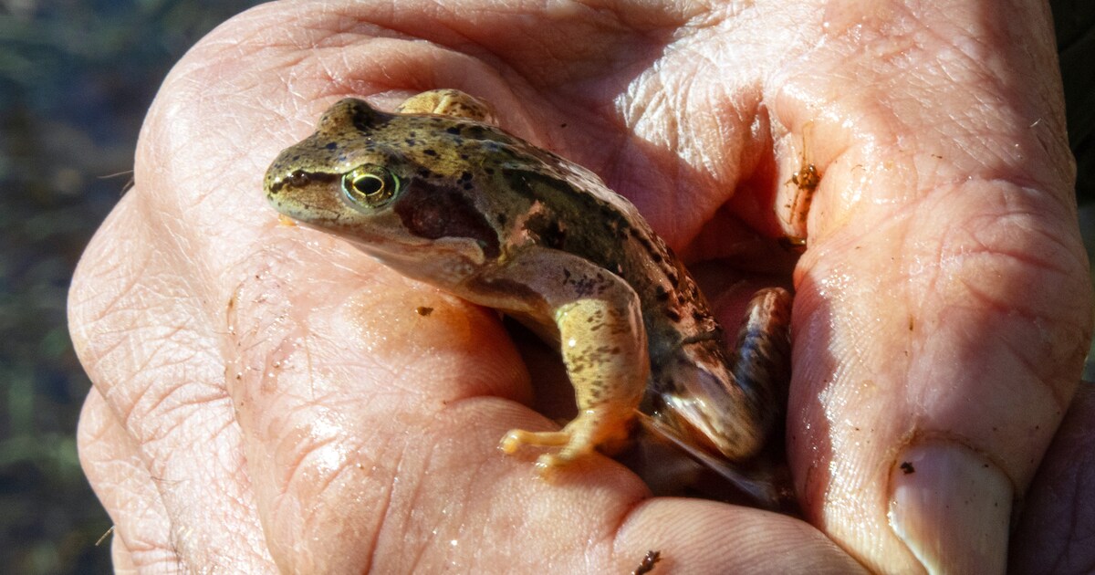 Gelukkig duikt er één kikkertje op bij de poelen van Zoomland