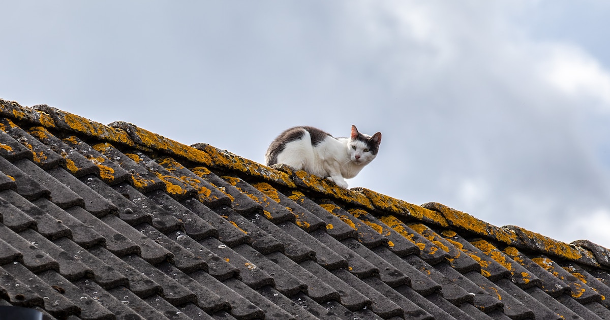 Kat durft niet meer van het dak af in Sint Willebrord