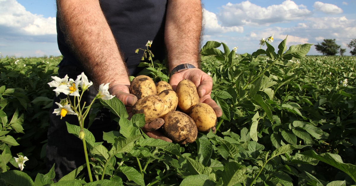 Gemeente Hilvarenbeek biedt opnieuw landbouwgronden aan voor verpachting