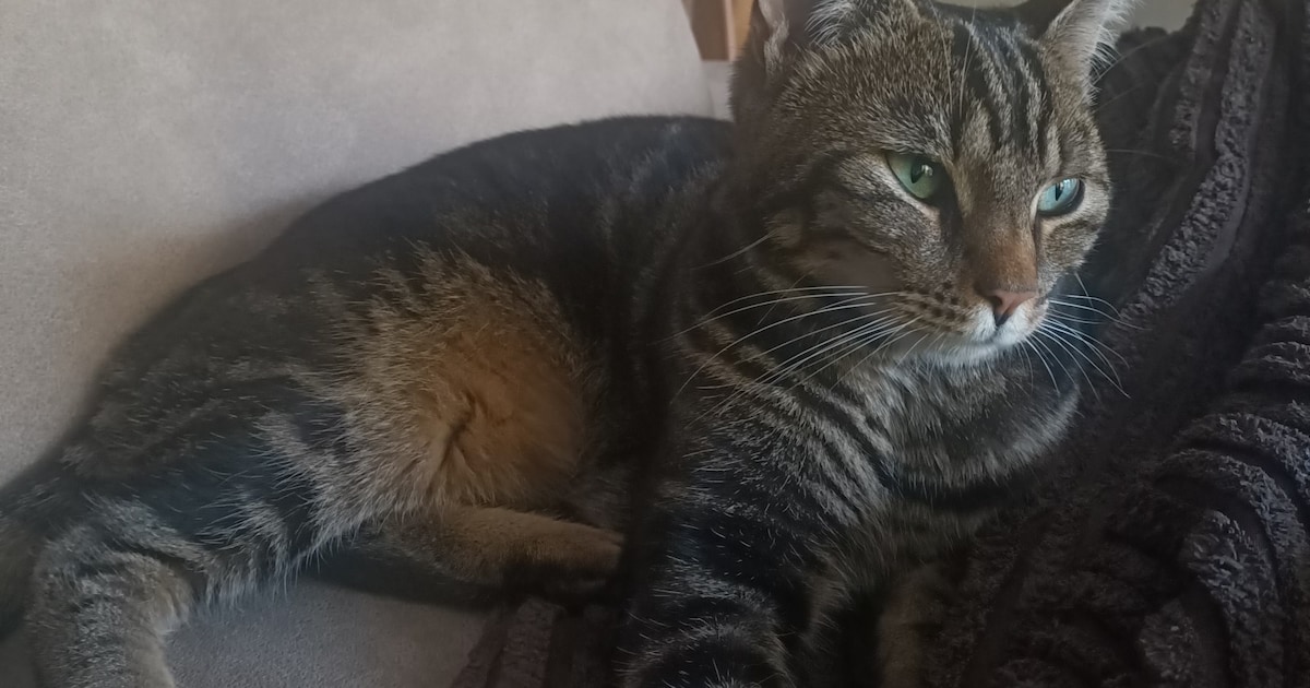 Heb jij Floofie, Cookie of Flo gezien? Deze drie huisdieren worden in Breda vermist