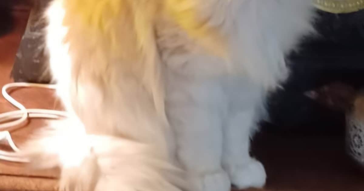 Heb jij Shiva of Bella gezien? Deze twee huisdieren worden in Moerdijk vermist