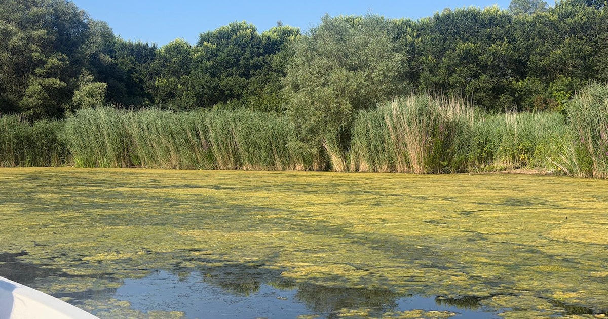 Wie nu door de Biesbosch vaart, komt het onvermijdelijk tegen