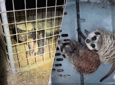 Otters, stokstaartjes en tientallen andere exotische dieren uit Limburgse woning gehaald