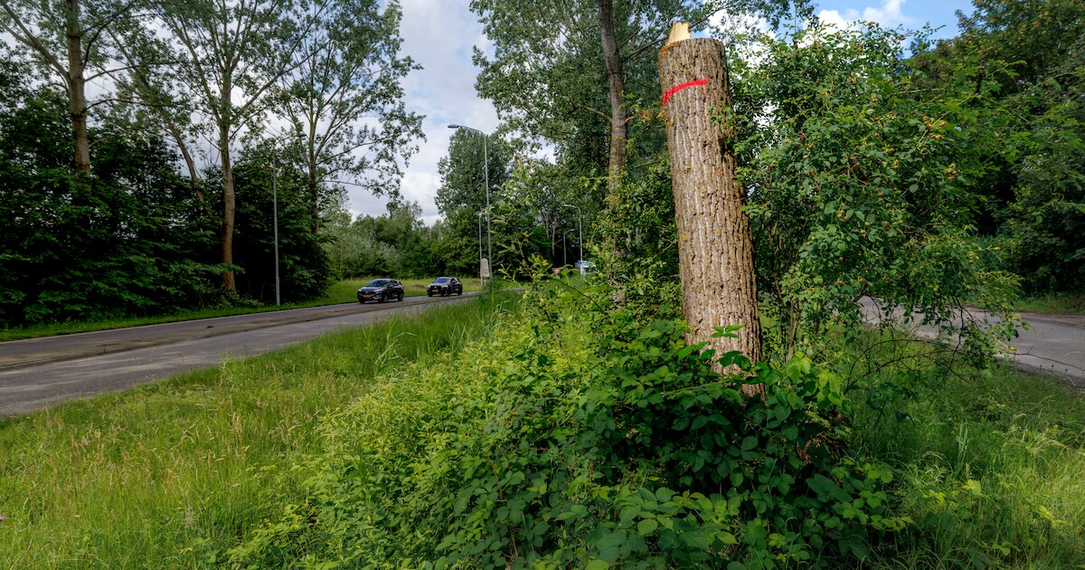 Boxtel werkt aan nieuwe regels voor populieren in Liempde na zorgen over veiligheid