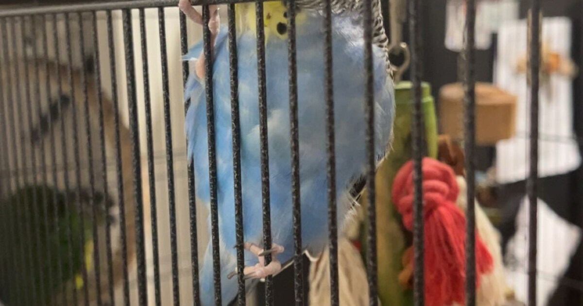 Heb jij Chico gezien? Dit huisdier wordt in Tilburg vermist