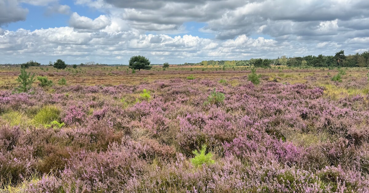 KIJK. Kalmthoutse Heide kleurt paars