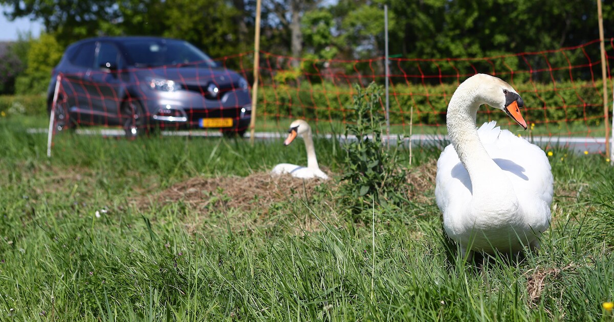 Zwanenpaar onverstoorbaar op nest vlak naast langsrazend verkeer: ‘Wij vinden dat een rare plek, maa