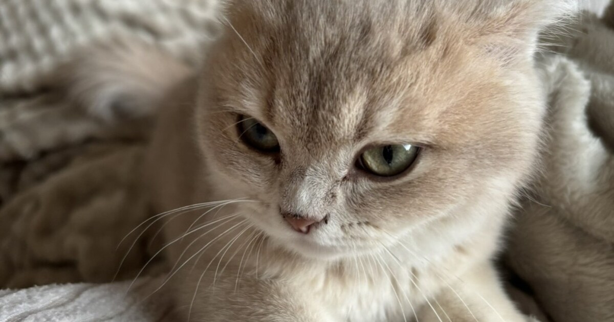 Heb jij Pepper of Pixie gezien? Deze twee huisdieren worden in Halderberge vermist