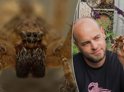 Extra veel kleine spinnetjes dit jaar? Dat heeft alles te maken met de warmte, zegt deze spinnenexpert