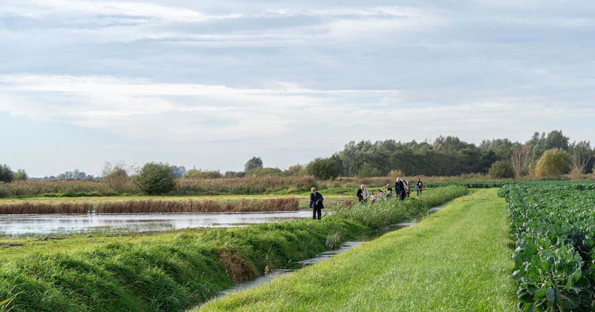 Dauwtrappen in Strijen met Staatsbosbeheer | Hoeksche Waard