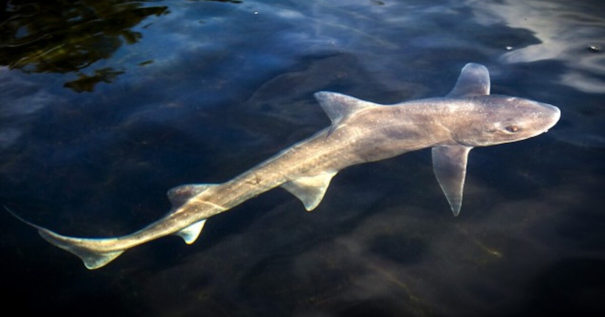 Gladde haai in ondiep water bij strand in Ouddorp: ‘Zo dichtbij de kust zie je ze niet vaak’