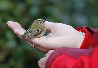 Vogeltje gevonden in Breda? Dit moet je wel (en niet) doen volgens Vogelbescherming