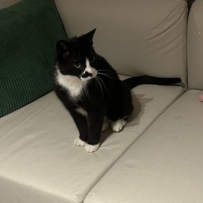 Heb jij Vlekje gezien? Dit huisdier wordt in Etten-Leur vermist