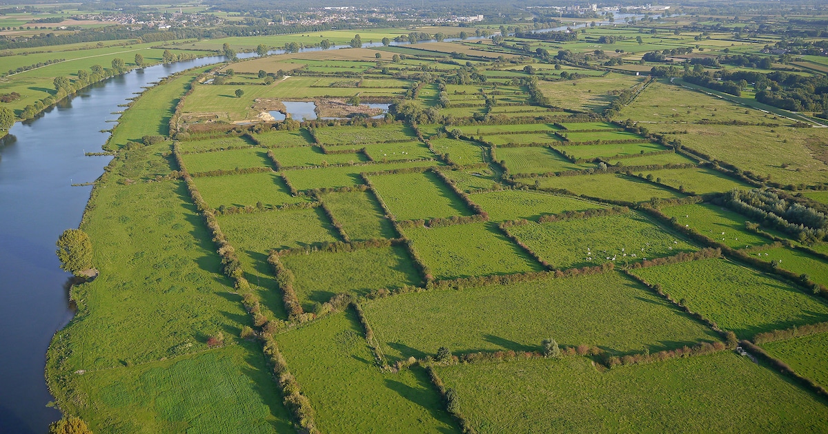 Maasheggen uit Land van Cuijk dingen mee naar Europese landschapsprijs 2026