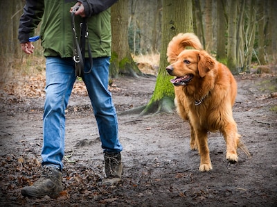 Pech voor hondenbezitters: alternatief voor losloopgebied Ulvenhoutse Bos nog lang niet in zicht