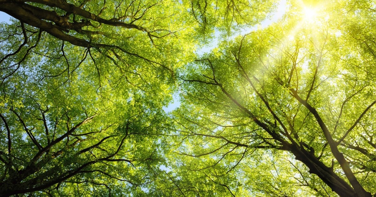 Gemeente Tholen geeft gratis bomen weg