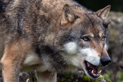 Foto bij: Angst voor wolf grijpt Drenthe naar de keel: ‘Ik vrees voor mijn kinderen, en voor mijzelf’