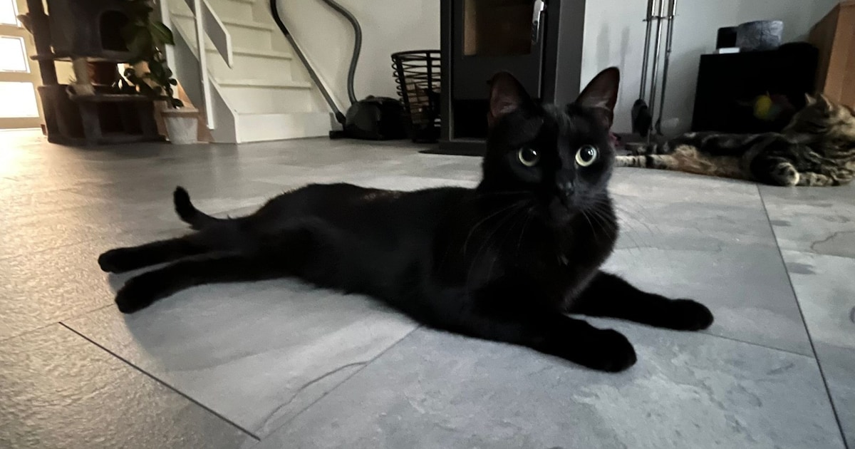 Heb jij Ipa, Pip of Vlekkie gezien? Deze vier huisdieren worden in Breda vermist