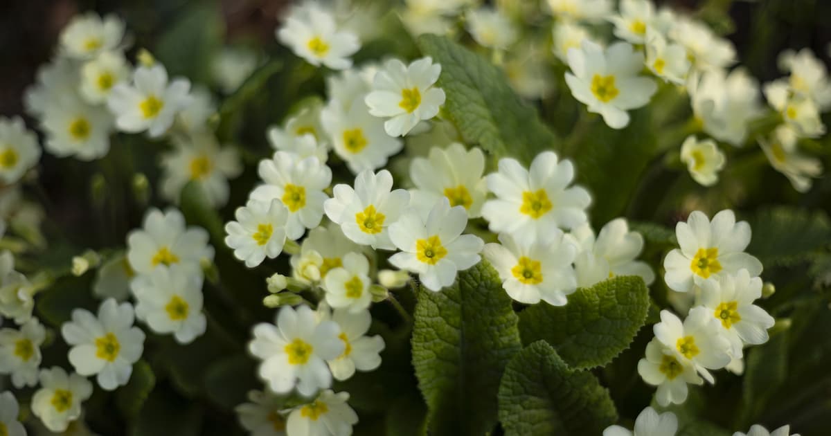 Heemtuin Rucphen opent deuren voor nieuw seizoen