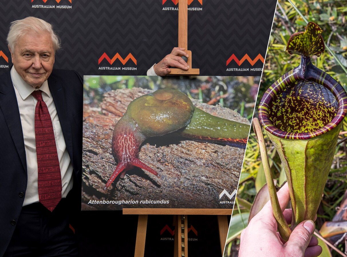 ‘Natuurverschijnsel’ David Attenborough stond ooit oog in oog met een ...