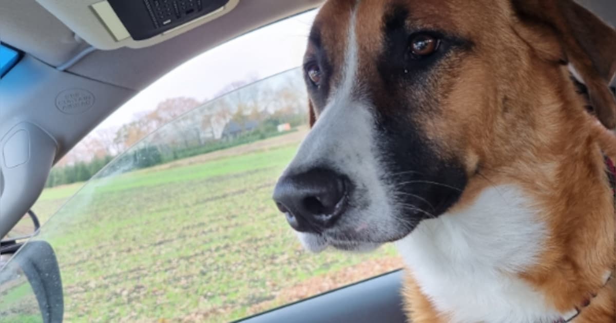 Hond schrikt van hard vuurwerk in Deurne en slaat op de vlucht, politie heeft tip voor alle baasjes