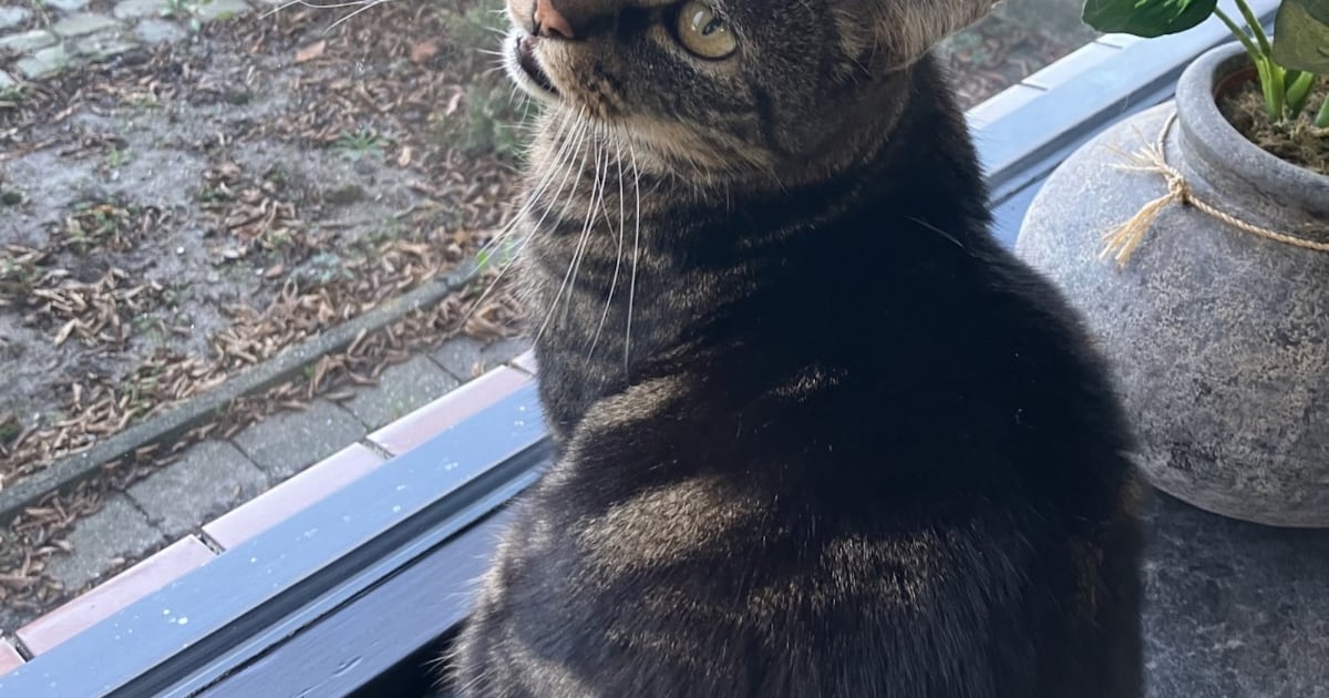 Heb jij Mobi of Jip gezien? Deze twee huisdieren worden in Woensdrecht vermist