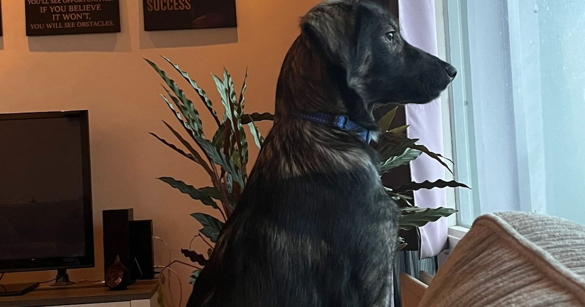 Heb jij Koby gezien? Dit huisdier wordt in Oosterhout vermist