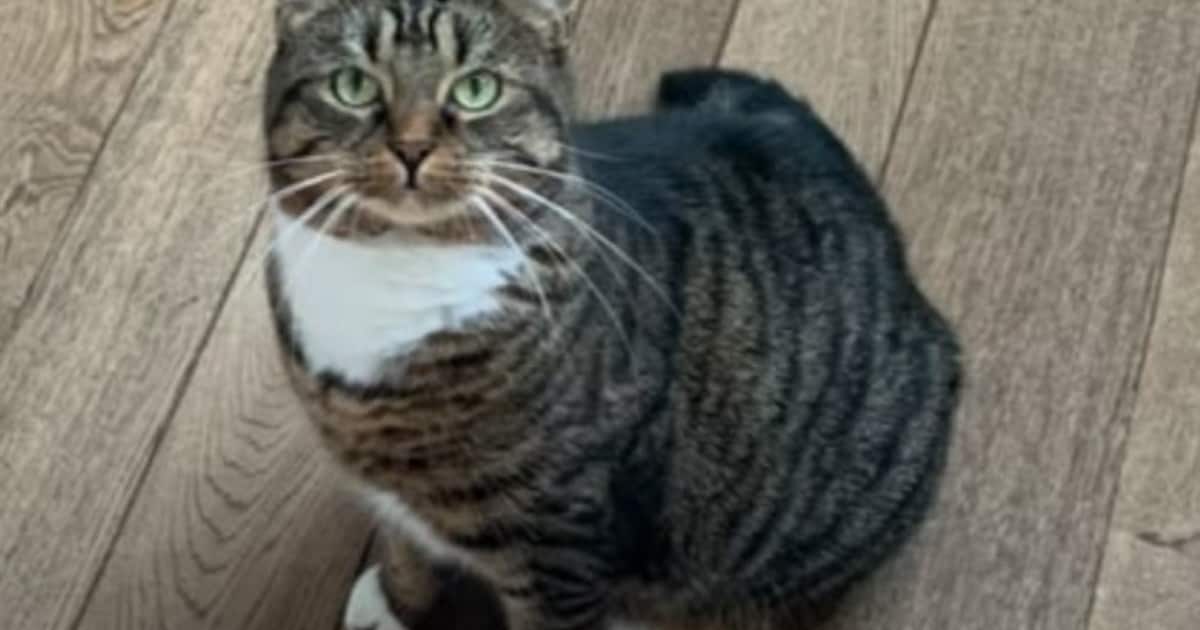 Heb jij Bella gezien? Dit huisdier wordt in Baarle-Nassau vermist
