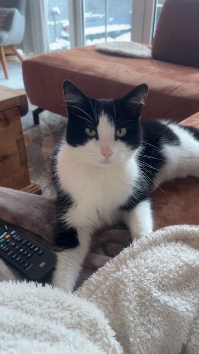 Heb jij Flip gezien? Dit huisdier wordt in Roosendaal vermist