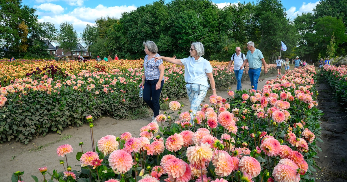 Voor één dag via een bruggetje het bloemenveld in; dahliawandeling trekt bijna twee keer zoveel mens