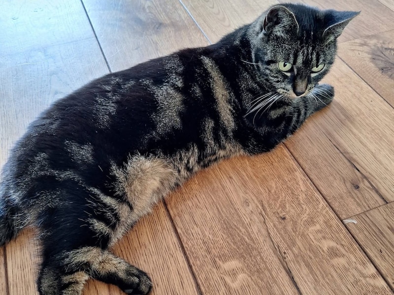 Heb jij Bonnie of Vicky gezien? Deze twee huisdieren worden in Gilze en ...