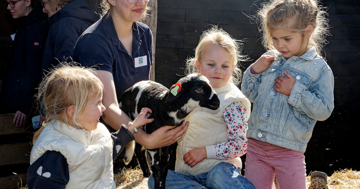 Allerjongste lammetjes niet te zien bij Schaapskooi Schijndel