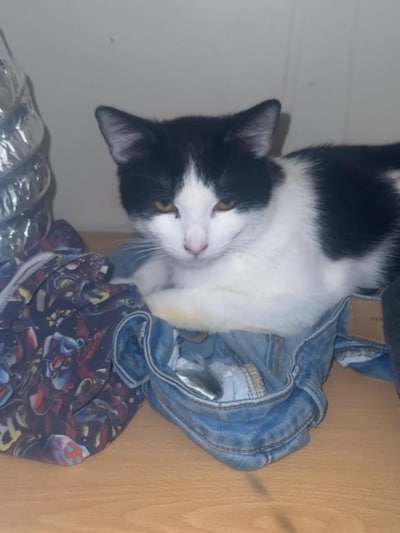 Heb jij Binky, Foep of Oreo gezien? Deze vier huisdieren worden in Roosendaal vermist