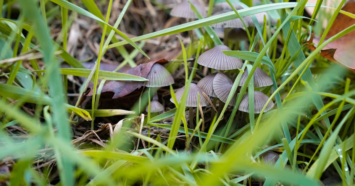 Paddenstoelen ontdekken tijdens natuurwandeling in Essen