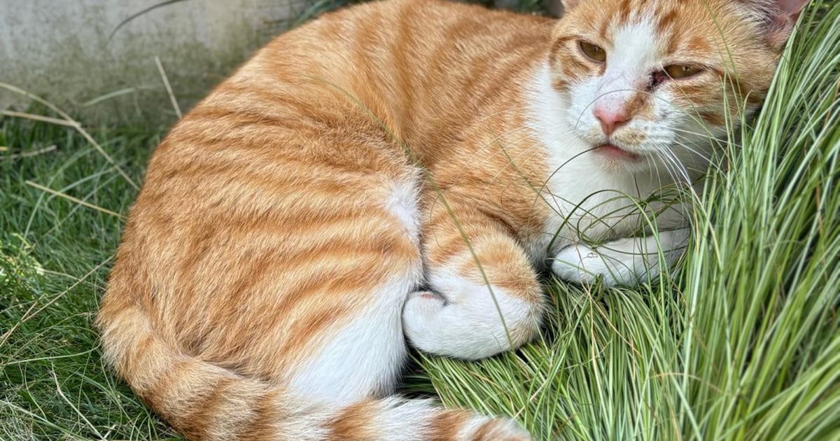 Heb jij Dalton gezien? Dit huisdier wordt in Rucphen vermist