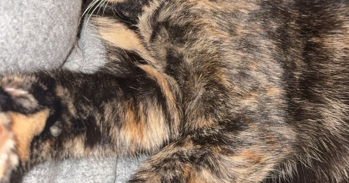 Heb jij Sjaakie gezien? Dit huisdier wordt in Moerdijk vermist