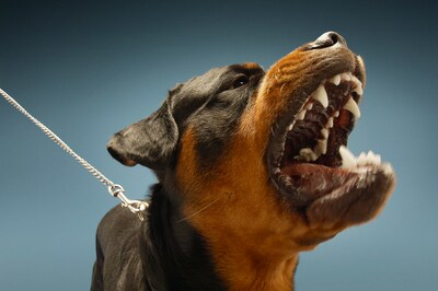 Rottweiler Bo verlaat het erf en valt voorbijgangers aan, eigenaar zag dat niet aankomen: ‘Ik wil gr