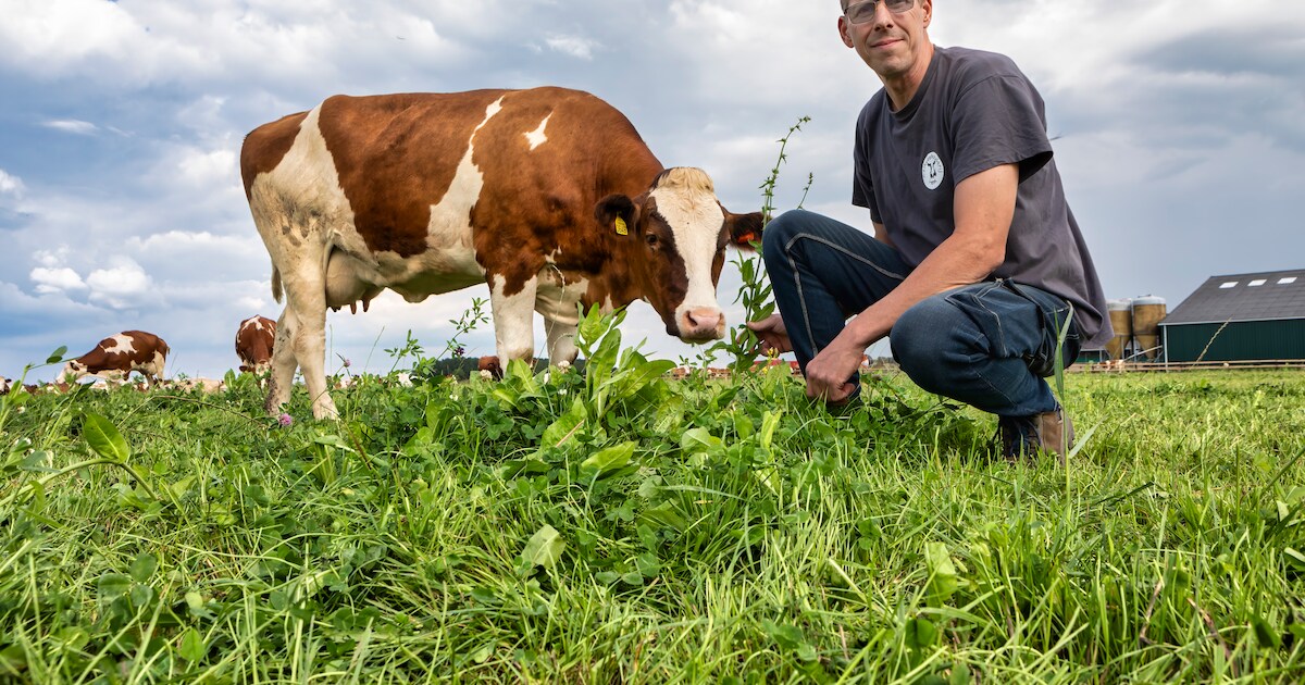 de-koeien-van-boer-bartje-weten-wel-raad-met-het-kruidenrijke-grasland