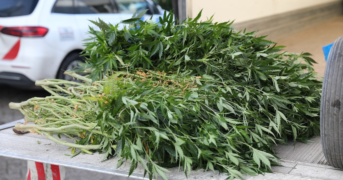 Duizenden hennepplanten aangetroffen bij bedrijf in Roosendaal