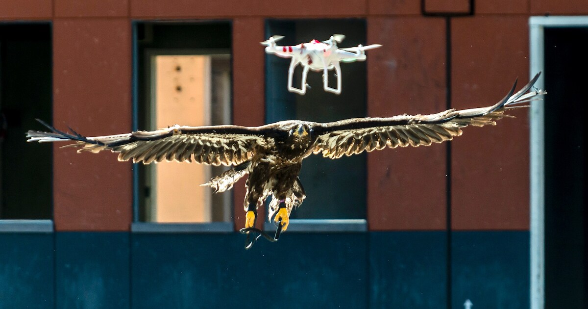 Roofvogel nieuw wapen tegen drones, oefening in Ossendrecht (video en foto's)