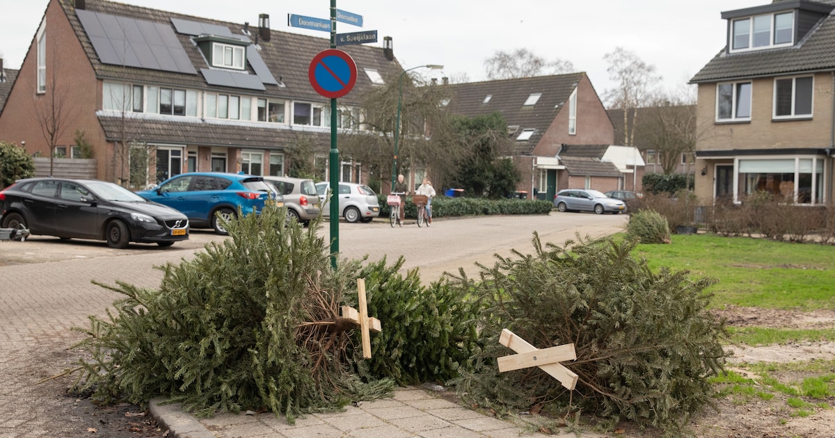 Middelburg haalt kerstbomen op in januari