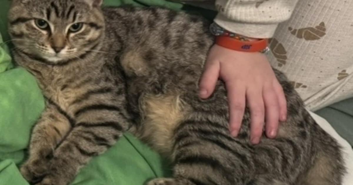 Heb jij Mimi gezien? Dit huisdier wordt in Rucphen vermist