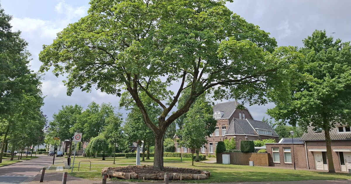 Beeldbepalende bomen krijgen extra zorg in Kaatsheuvel