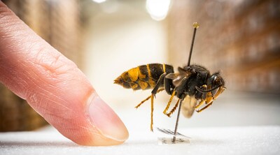 Hoornaar gezien in Breda? Dit moet je doen