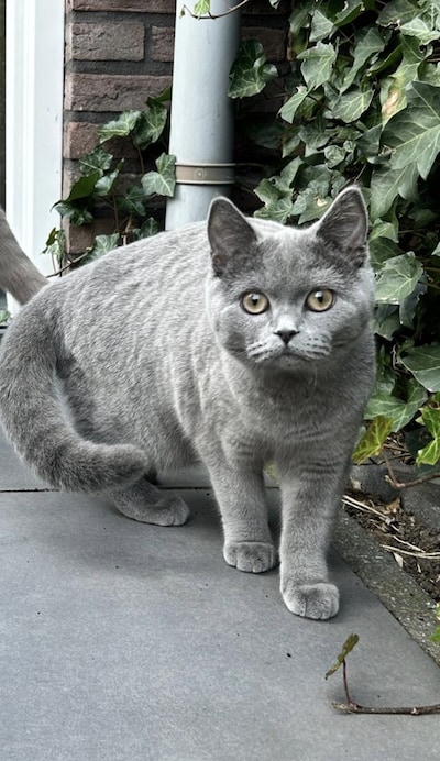 Heb jij Dikkop of Nala gezien? Deze drie huisdieren worden in Etten-Leur vermist