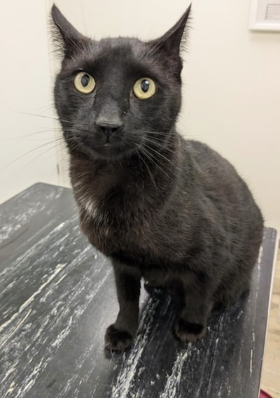 Heb jij Bink, Kronkel of Foxi gezien? Deze vijf huisdieren worden in Breda vermist