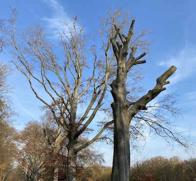 Bij veel nieuwbouw is weinig groen, en dat is dom